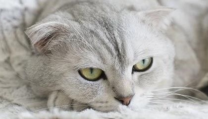 九游游戏中心-阿莱拉蒂命中制胜球，马德里竞技以微弱优势战胜对手，阿德莱德联