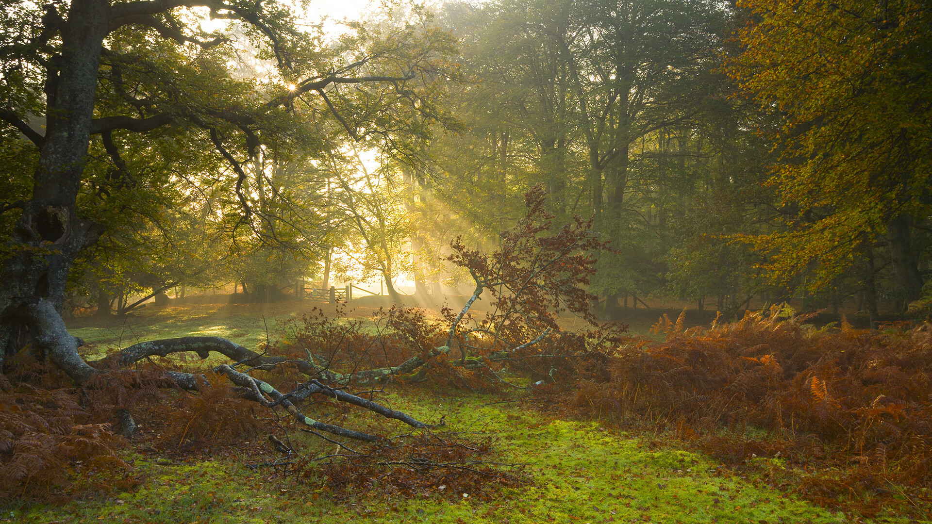 九游电脑版-_篮网继续领跑联盟榜首_，篮网2021