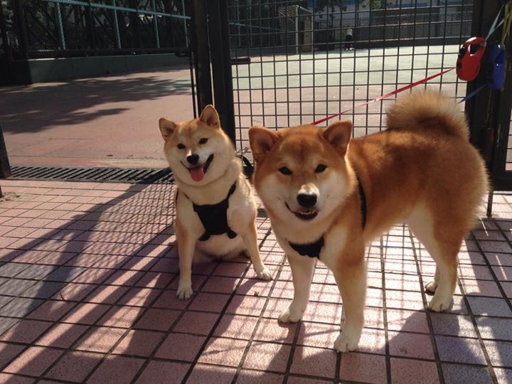 九游网页版官网入口-久违的冠军归属：那些难以忘怀的欧冠荣耀，欧冠冠军价值