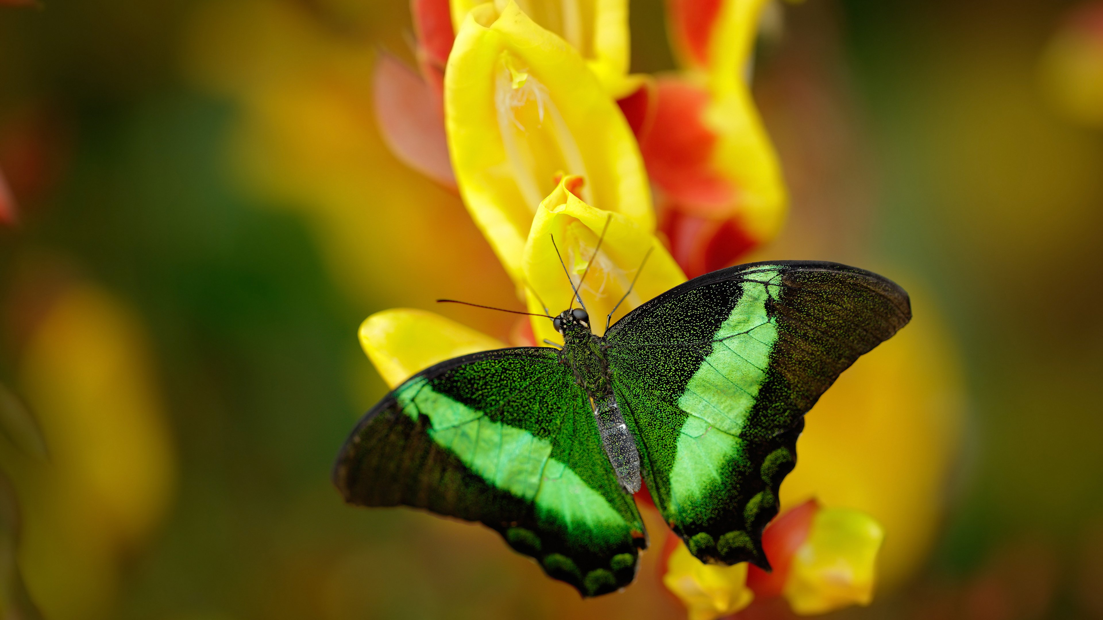 九游网-墨西哥传统马术赛事“Charreada”在2024年成功举办，吸引众多观众参与。
