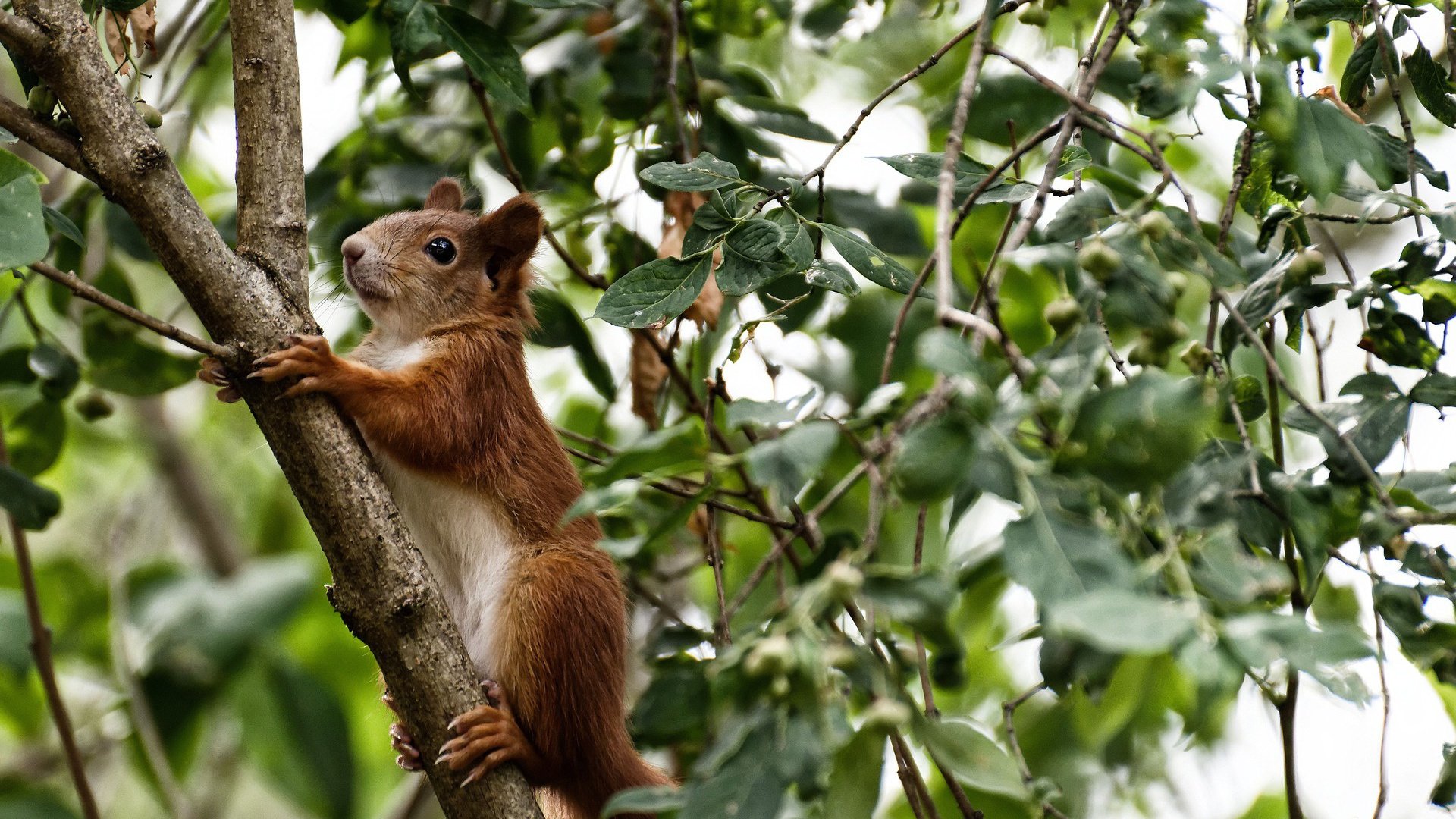 九游网页版官网-战术分析：每场比赛的关键战术布局揭秘，球赛战术分析
