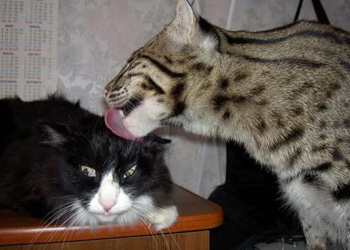 九游娱乐-现代五项赛：综合能力打造全能运动员，现代五项有哪些比赛组成