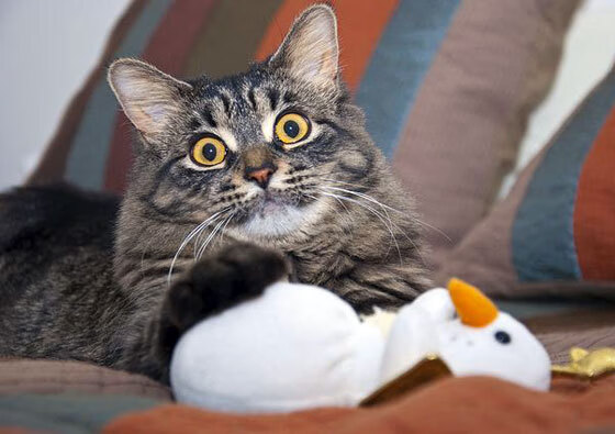 JIU YOU GAME-利物浦阵容齐整将挑战皇家马德里，利物浦阵容强大