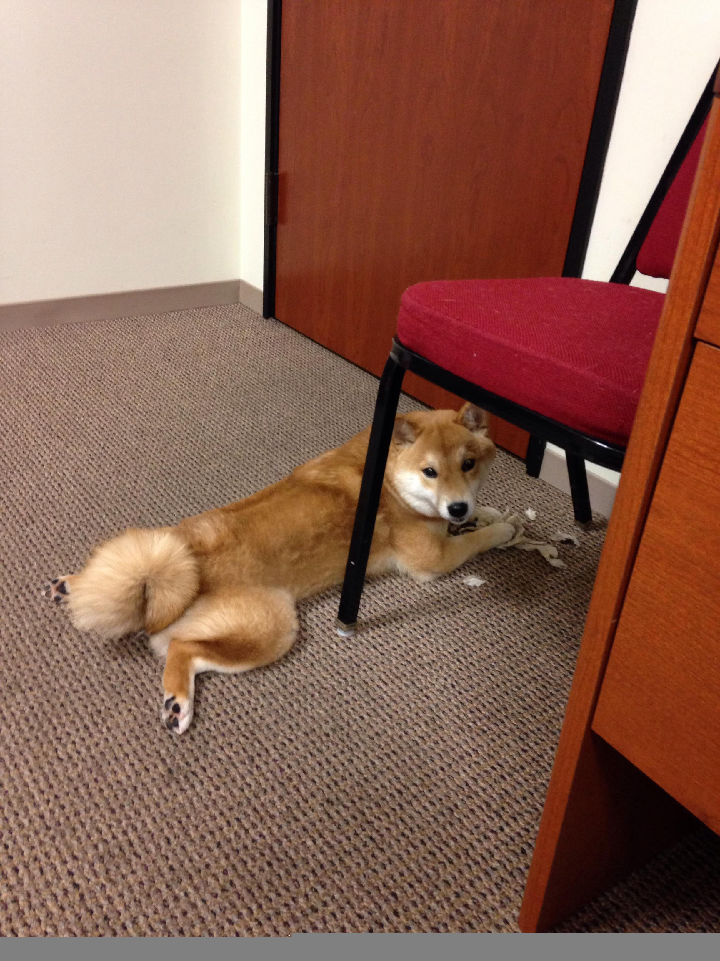 威金斯交易成传真,湖人队迎来新伙伴,威金斯集锦