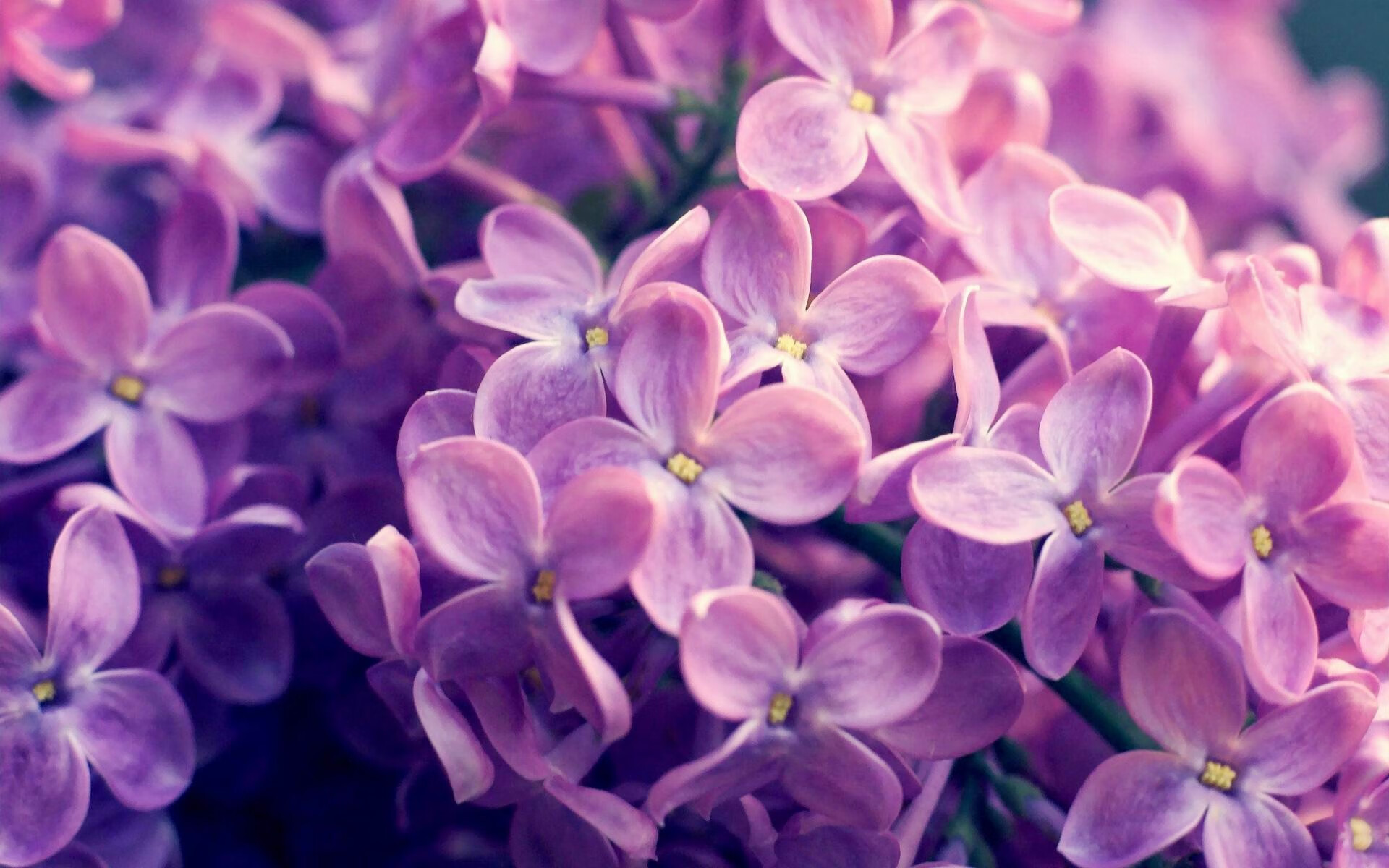 小球连胜，阿拉维斯备战莱比锡重返胜利之路，阿拉维斯vs韦斯卡