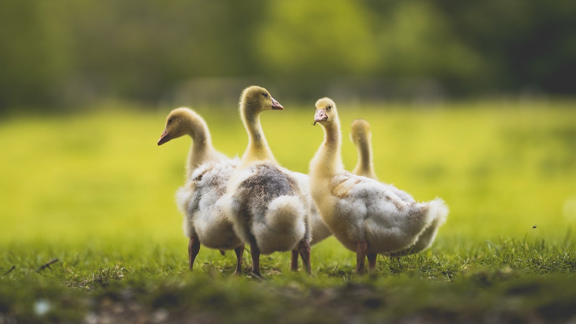 弗拉门戈球员伤愈复出,弗拉门戈历史