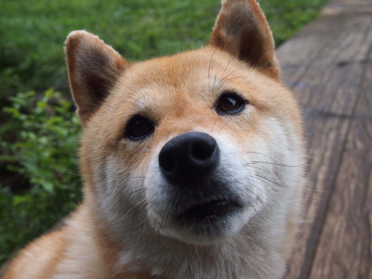 弗莱堡森林狼凌波微步,铁血奋斗不言败,弗莱堡对柏林联合