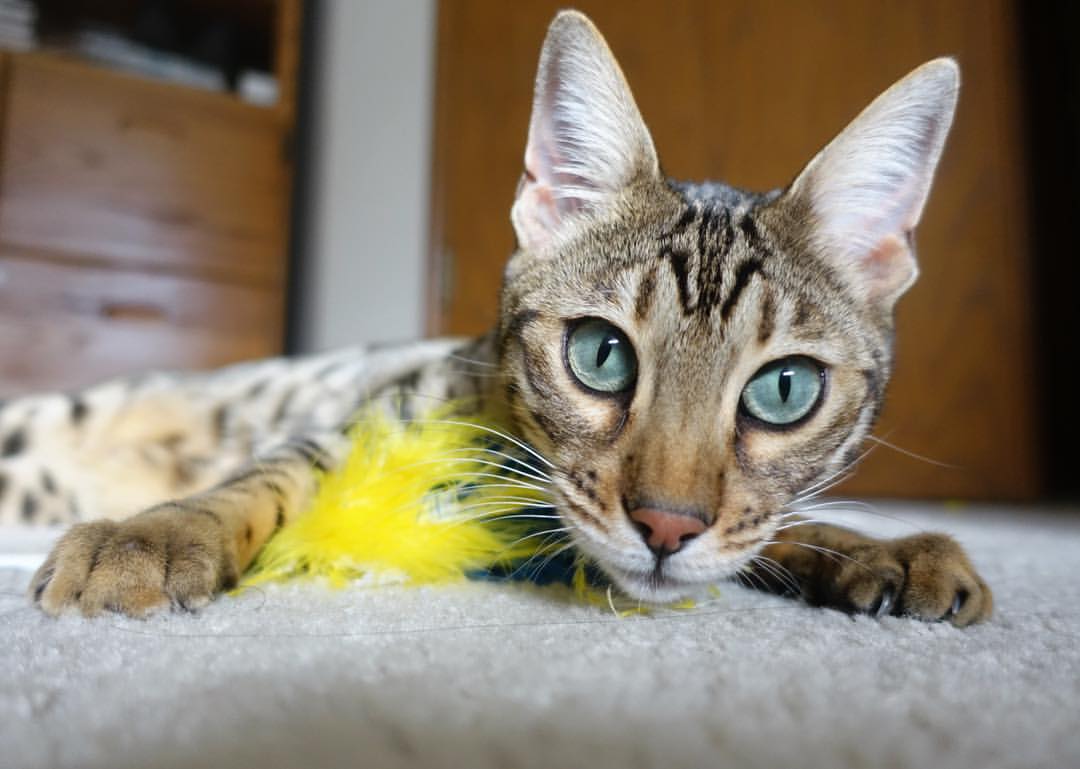 九游娱乐-星际队跑轰战术大成功，轻松拿下比赛，星际轰动