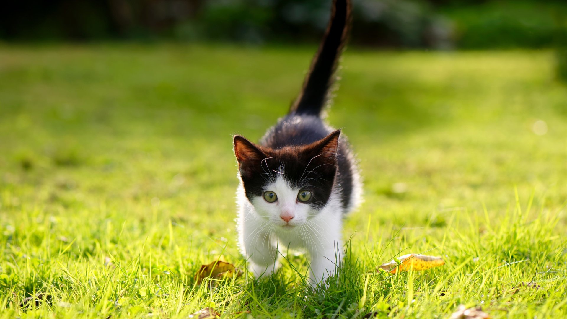 九游（jiuyou.com）游戏-美国女足在巴黎奥运会上取得历史性成绩，美国女足奥运会金牌