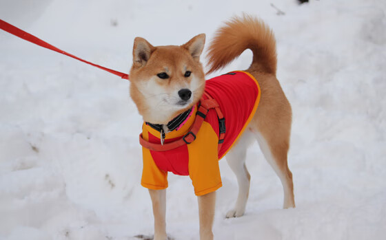 九游娱乐-马竞铁桶阵守家，巴塞罗那难攻破，马竞击败巴萨