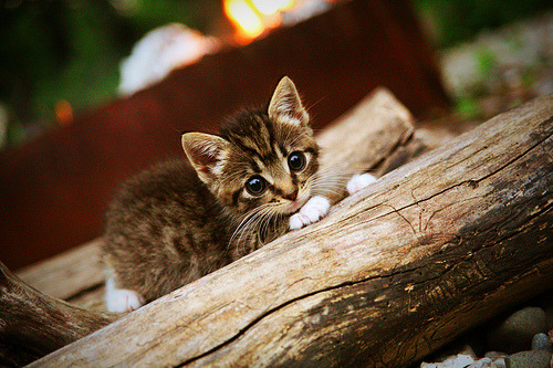 NBA球队战术创新与实践案例,nba篮球战术