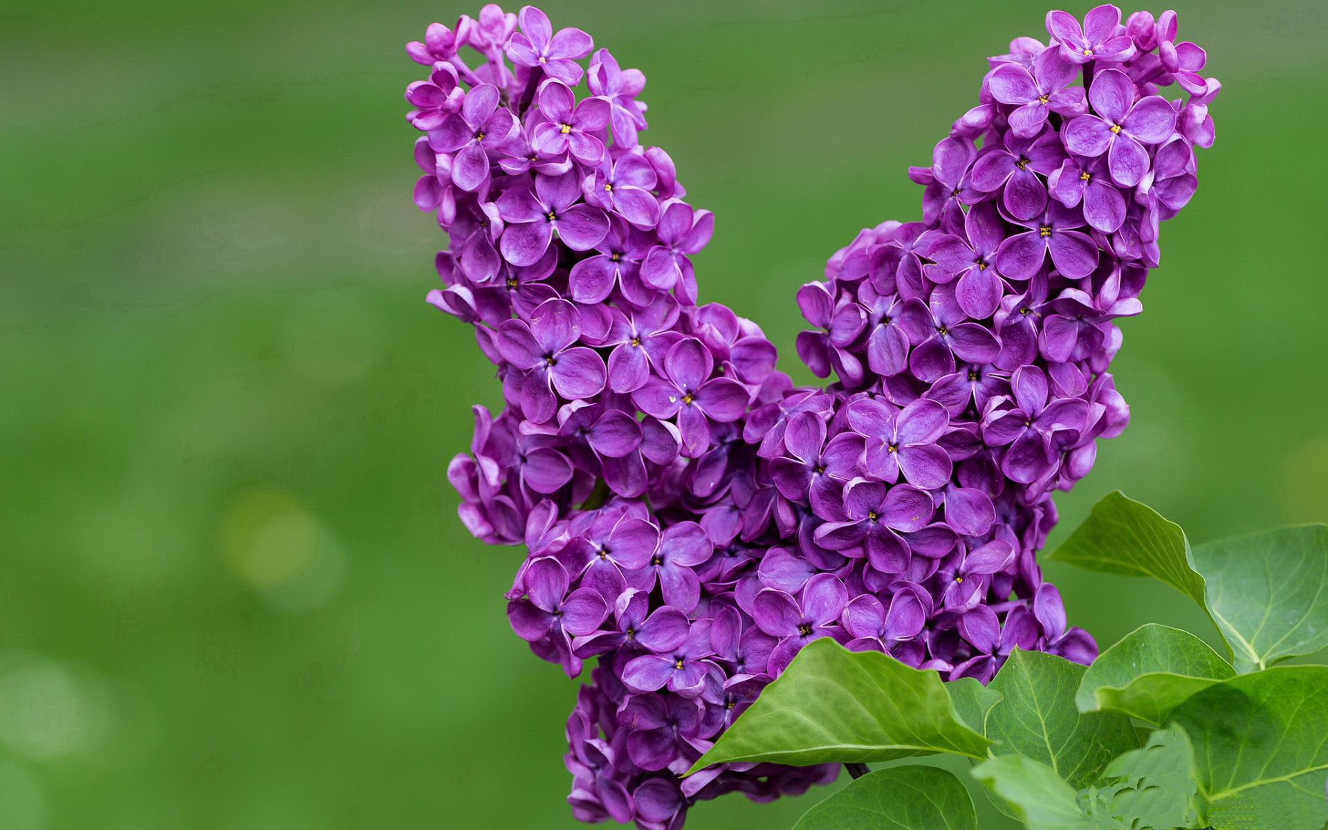九游9游-联盟新星如何快速融入节奏，联盟新模式