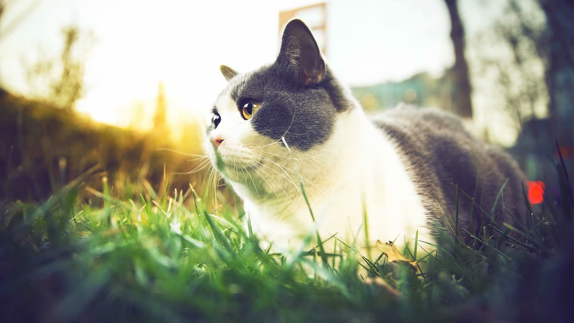 都灵中场厚度保障防线稳定性,都灵主场球衣