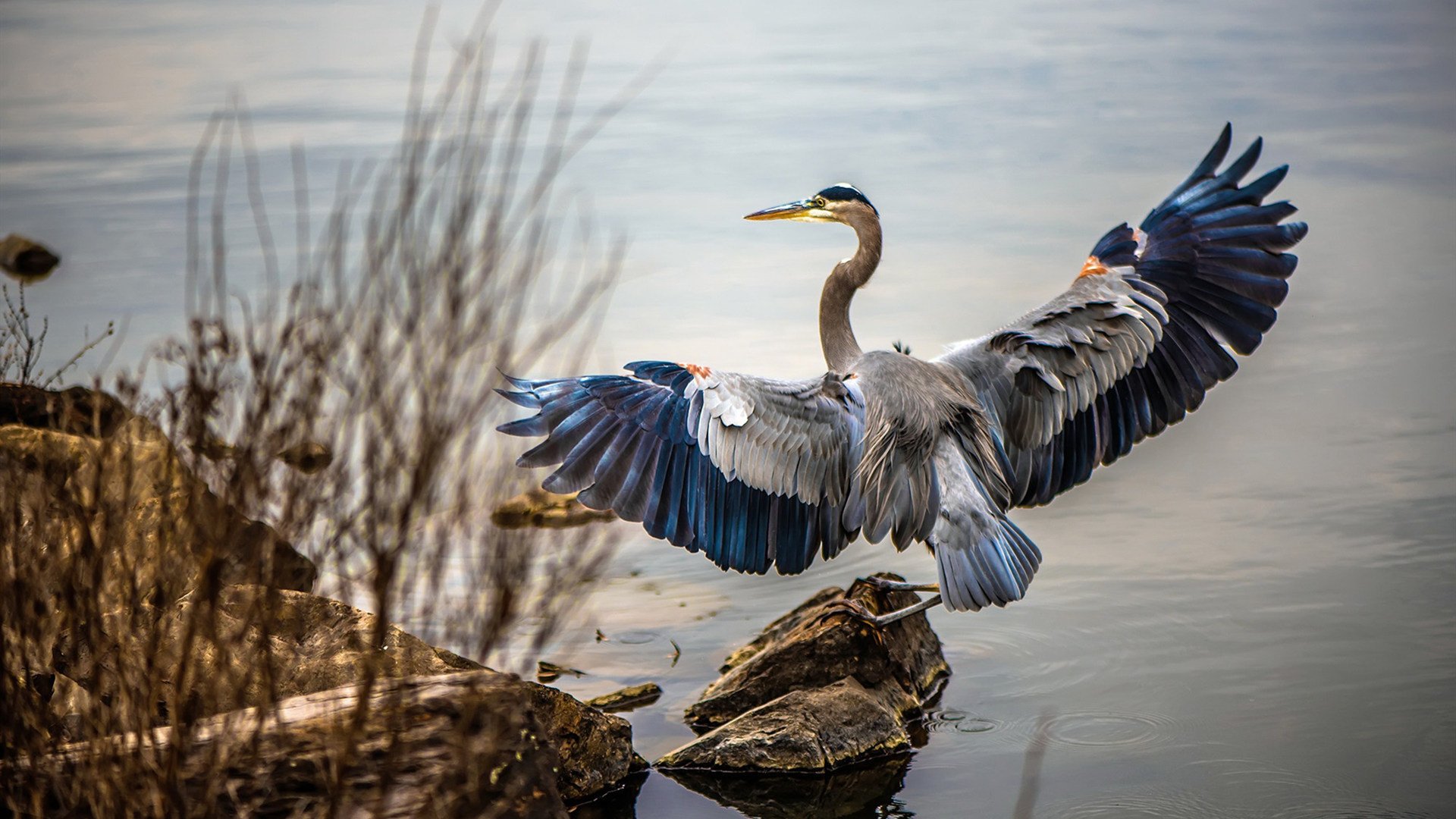 九游官网pc-波兰男篮在欧洲预赛中表现优异，提前晋级