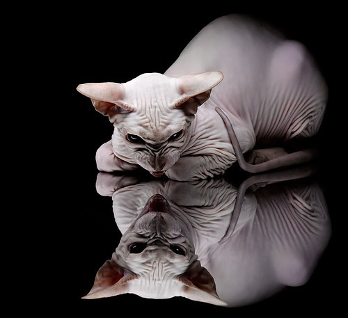 九游jiuyou-胡贝特·科斯赛场风采尽显未来之星，胡贝尔特